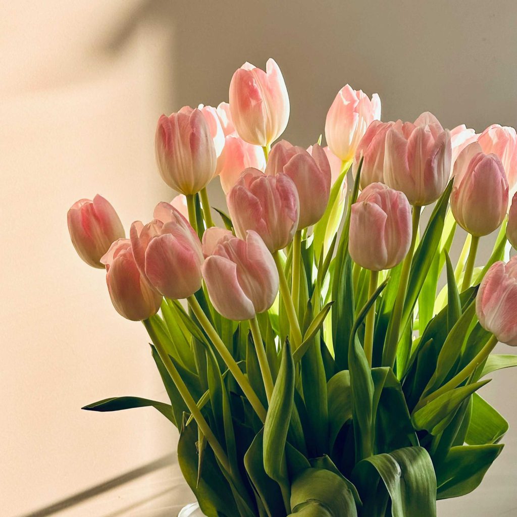 Ein großer Strauß rosa Tulpen, der von warmem Sonnenlicht angestrahlt wird.