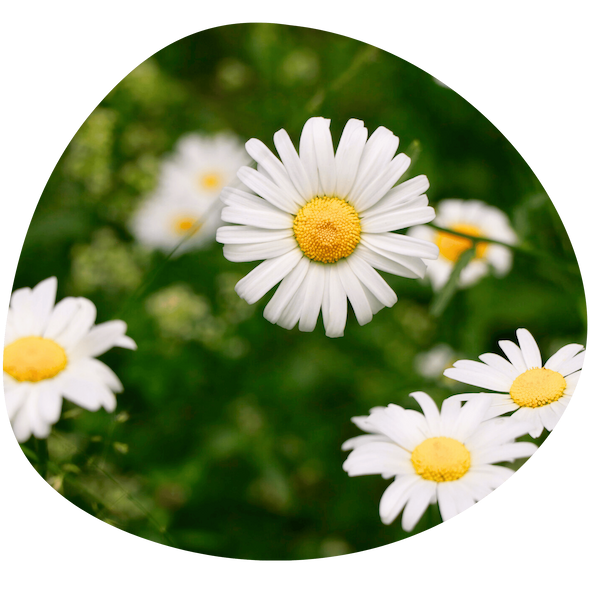 Eine fokussierte weiße Margerite inmitten einer grünen Sommerwiese.